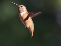 0J6A9595Rufous_Hummingbird