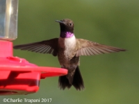 0J6A9611Black-chinned_Hummingbird