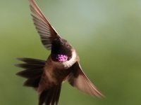 0J6A9615Black-chinned_Hummingbird
