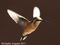 0J6A9623Female_Lucifer_Hummingbird_Green_Valley