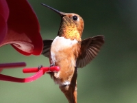 0J6A9643Rufous_Hummingbird