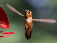 0J6A9649Rufous_Hummingbird