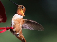 0J6A9654Rufous_Hummingbird