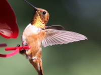 0J6A9663Rufous_Hummingbird