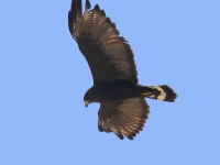 0J6A9676Zone-Tailed_Hawk