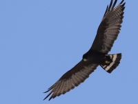 0J6A9695Zone-Tailed_Hawk