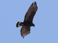 0J6A9707Zone-Tailed_Hawk