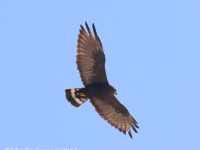 0J6A9713Zone-tailed_Hawk