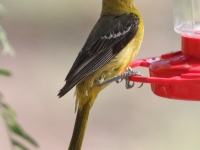 0J6A9778Hooded_Oriole