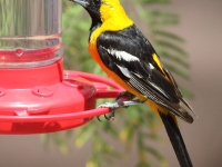 0J6A9788Hooded_Oriole