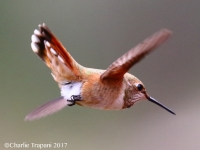 0J6A9795Rufous_Hummingbird