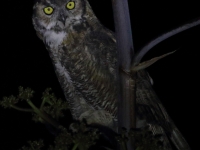 0J6A9848Great-Horned_Owl