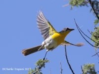 0J6A9912Yellow-breasted_Chat