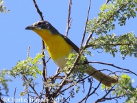 0J6A9922Yellow-breasted_Chat