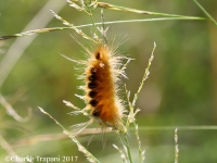 6S3A1032Caterpiller