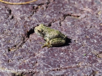 6S3A1058Canyon_Treefrog