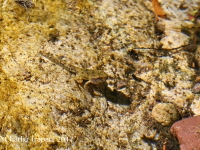 6S3A1065Canyon_Tadpole