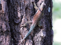 6S3A1104Collared_Lizard