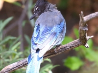 6S3A1111Steller's_Jay