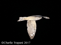 6S3A6076Lesser_Nighthawk