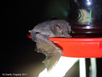 6S3A6229Nectar_bat