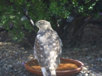 6S3A6230Cooper_hawk