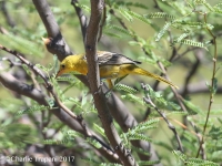 6S3A6233Hooded_Oriole