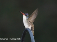 6S3A6297Violet-crowned_Hummingbird