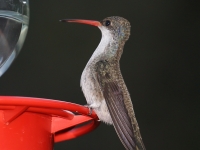 6S3A6303Violet-Crowned_Hummingbird