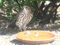 6S3A6333Cooper_Hawk_Juv