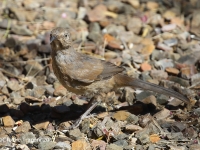 6S3A6340Curved-billed_Thrasher_Juv