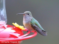 6S3A6407Calliope_Hummingbird