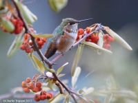 6S3A6418Rufous_Hummingbird