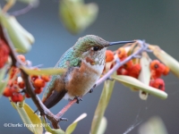 6S3A6423Rufous_Hummingbird