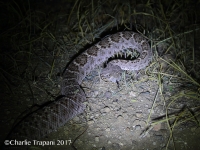 6S3A6444Western_Diamond-backed_Rattlesnake