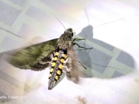 819A0250Moth_X copy