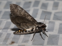 819A0252Moth_X copy