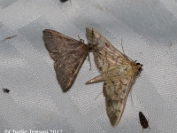 819A0257Moth_X copy