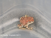 819A0270Red-spotted_Toad