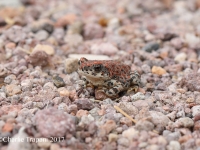 819A0280Red-spotted_Toad