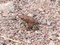 819A0285Red-spotted_Toad