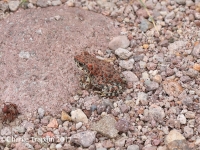 819A0292Red-spotted_Toad