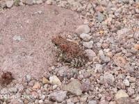819A0292Red-spotted_Toad