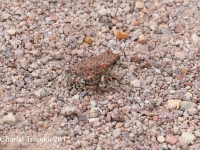 819A0296Red-spotted_Toad