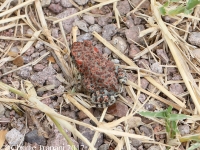 819A0300red-spotted_toad