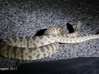 819A0342Tiger_Rattlesnake