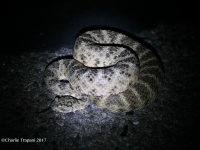 819A0386Tiger_Rattlesnake