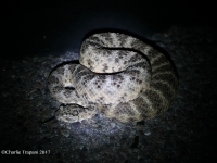 819A0386Tiger_Rattlesnake