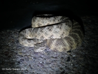 819A0390Tiger_Rattlesnake