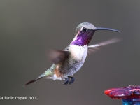 819A0597Lucifer_Hummingbird